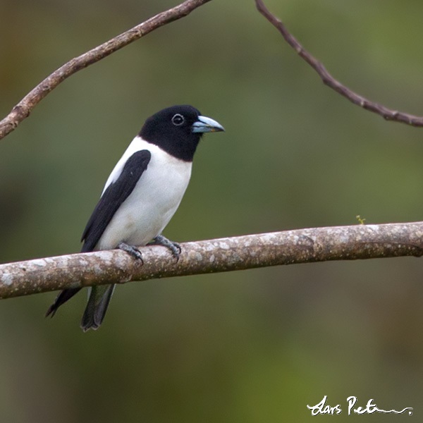 White-backed Woodswallow